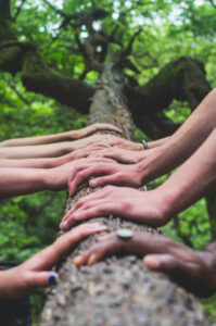 Image of people's hands lined up on a tree trunk